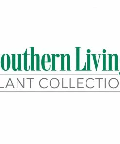 Fast Growing Trees Gardenias Jubilation Gardenia Shrub