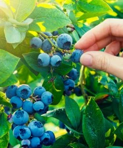 Fast Growing Trees Spartan Blueberry Bush