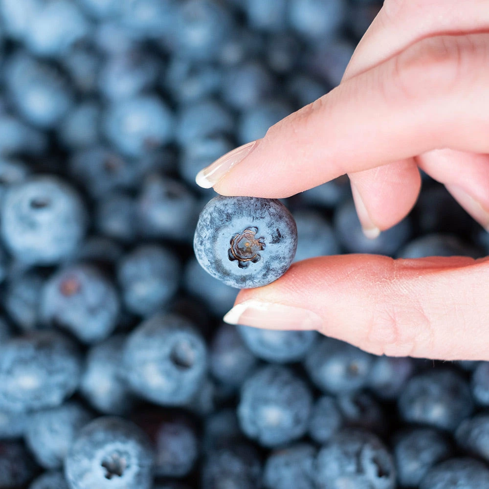 Fast Growing Trees Spartan Blueberry Bush 6 Fast Growing Trees Spartan Blueberry Bush