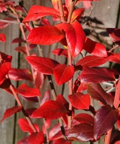 Fast Growing Trees Spartan Blueberry Bush 13 Fast Growing Trees Spartan Blueberry Bush