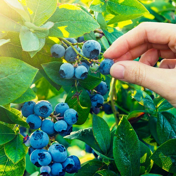 Fast Growing Trees Spartan Blueberry Bush 3 Fast Growing Trees Spartan Blueberry Bush