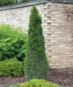 Fast Growing Trees Juniper Trees Spartan Juniper