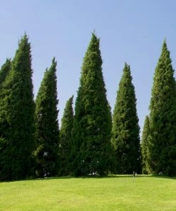 Fast Growing Trees Juniper Trees Spartan Juniper