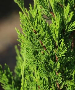 Fast Growing Trees Juniper Trees Spartan Juniper