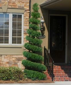 Fast Growing Trees Juniper Trees Spartan Juniper