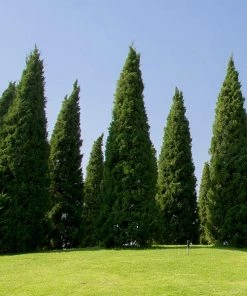 Fast Growing Trees Juniper Trees Spartan Juniper