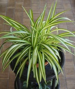 Fast Growing Trees Spider Plant
