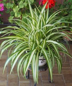 Fast Growing Trees Spider Plant