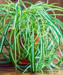 Fast Growing Trees Spider Plant