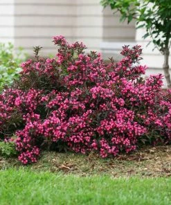 Fast Growing Trees Spilled Wine® Weigela Shrub See All Flowering Trees