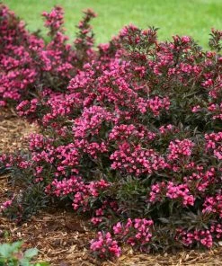 Fast Growing Trees Spilled Wine® Weigela Shrub See All Flowering Trees