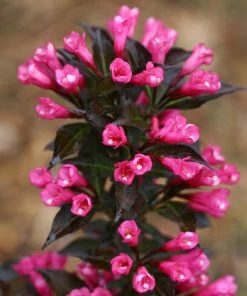 Fast Growing Trees Spilled Wine® Weigela Shrub See All Flowering Trees