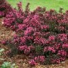 Fast Growing Trees Spilled Wine® Weigela Shrub See All Flowering Trees