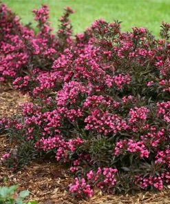 Fast Growing Trees Spilled Wine® Weigela Shrub See All Flowering Trees