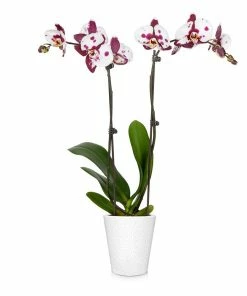 Fast Growing Trees Orchid Plant In White Pot
