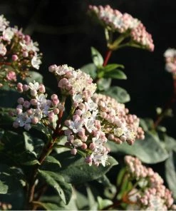 Fast Growing Trees Spring Bouquet Viburnum