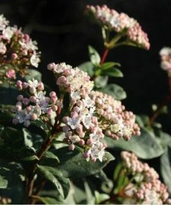 Fast Growing Trees Spring Bouquet Viburnum