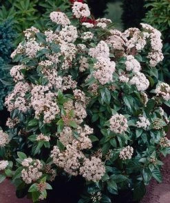 Fast Growing Trees Spring Bouquet Viburnum
