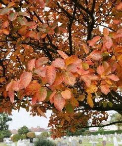 Fast Growing Trees See All Fruit Trees Spring Glory® Serviceberry Tree
