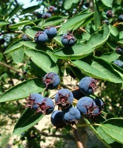 Fast Growing Trees See All Fruit Trees Spring Glory® Serviceberry Tree