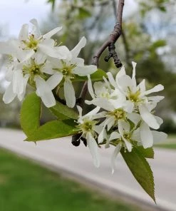 Fast Growing Trees See All Fruit Trees Spring Glory® Serviceberry Tree