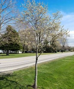 Fast Growing Trees See All Fruit Trees Spring Glory® Serviceberry Tree