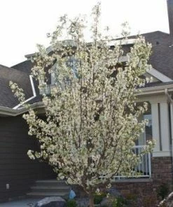 Fast Growing Trees Spring Snow Flowering Crabapple Tree Crabapple Trees