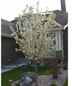 Fast Growing Trees Spring Snow Flowering Crabapple Tree Crabapple Trees