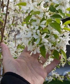 Fast Growing Trees Spring Snow Flowering Crabapple Tree Crabapple Trees