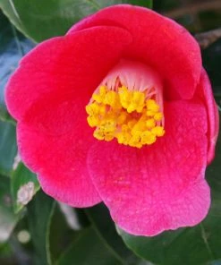 Fast Growing Trees Spring's Promise Camellia Shrub 8 Fast Growing Trees Spring's Promise Camellia Shrub