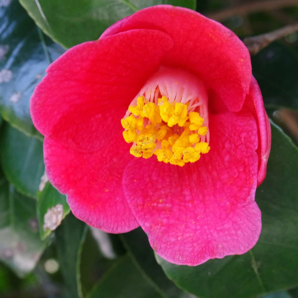 Fast Growing Trees Spring's Promise Camellia Shrub 5 Fast Growing Trees Spring's Promise Camellia Shrub