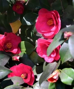 Fast Growing Trees Spring's Promise Camellia Shrub 9 Fast Growing Trees Spring's Promise Camellia Shrub