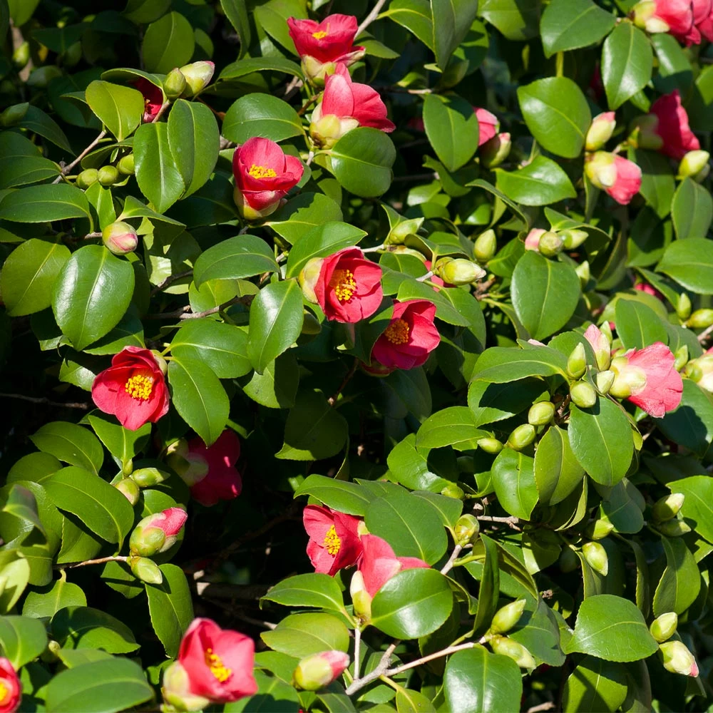 Fast Growing Trees Spring's Promise Camellia Shrub 4 Fast Growing Trees Spring's Promise Camellia Shrub