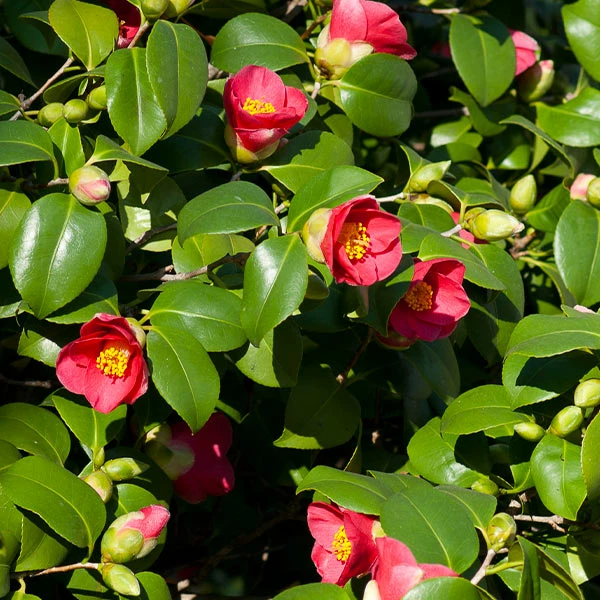 Fast Growing Trees Spring's Promise Camellia Shrub 3 Fast Growing Trees Spring's Promise Camellia Shrub