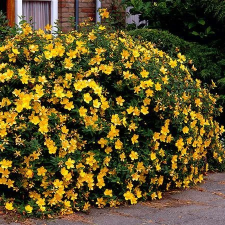 Fast Growing Trees St John's Wort Plant 5 Fast Growing Trees St John's Wort Plant