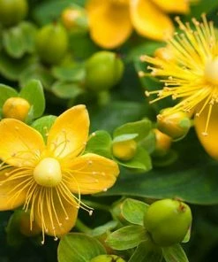 Fast Growing Trees St John's Wort Plant 11 Fast Growing Trees St John's Wort Plant