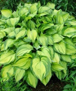 Fast Growing Trees See All Shrubs & Hedges Stained Glass Hosta Plant
