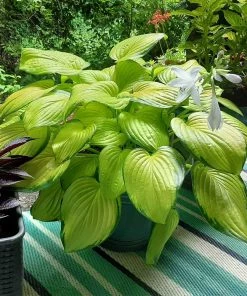 Fast Growing Trees See All Shrubs & Hedges Stained Glass Hosta Plant