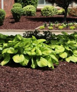 Fast Growing Trees See All Shrubs & Hedges Stained Glass Hosta Plant