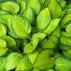 Fast Growing Trees See All Shrubs & Hedges Stained Glass Hosta Plant