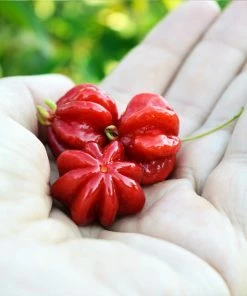 Fast Growing Trees Star Cherry Tree (Pitanga) Cherry Trees