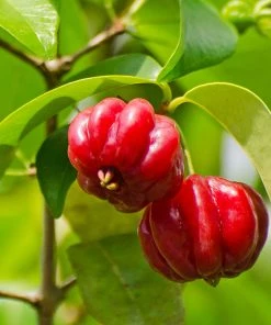 Fast Growing Trees Star Cherry Tree (Pitanga) Cherry Trees