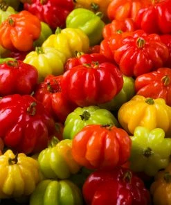 Fast Growing Trees Star Cherry Tree (Pitanga) Cherry Trees