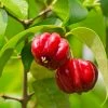 Fast Growing Trees Star Cherry Tree (Pitanga) Cherry Trees 1 Fast Growing Trees Star Cherry Tree (Pitanga) Cherry Trees