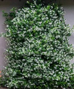 Fast Growing Trees Star Jasmine