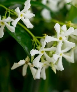 Fast Growing Trees Star Jasmine