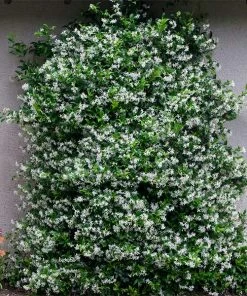 Fast Growing Trees Star Jasmine