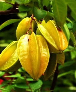 Fast Growing Trees Starfruit 'Carambola' Tree