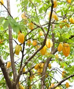 Fast Growing Trees Starfruit 'Carambola' Tree