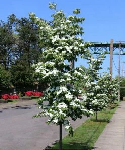 Fast Growing Trees Starlight Flowering Dogwood Tree Dogwood Trees